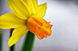 Miniature Daffodil_P1030014-6